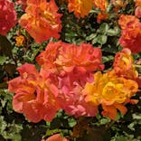 京成バラ園に投稿された画像（2023/5/9）