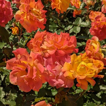 京成バラ園に投稿された画像（2023/5/9）