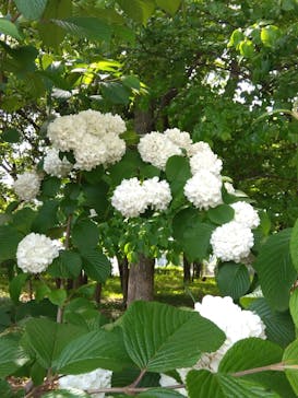 モビリティリゾートもてぎに投稿された画像（2023/5/6）