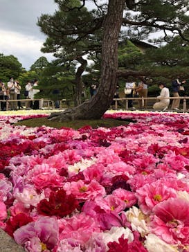 日本庭園　由志園に投稿された画像（2023/5/9）