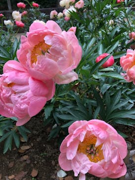 日本庭園　由志園に投稿された画像（2023/5/9）