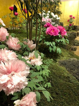 日本庭園　由志園に投稿された画像（2023/5/9）