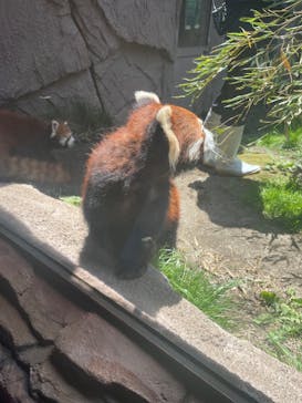 那須どうぶつ王国に投稿された画像（2023/5/9）