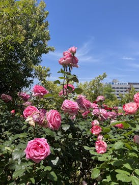 横浜イングリッシュガーデンに投稿された画像（2023/5/9）