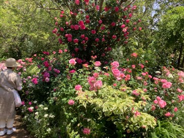 横浜イングリッシュガーデンに投稿された画像（2023/5/9）