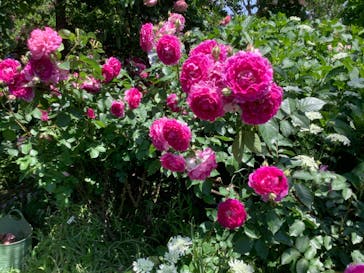 横浜イングリッシュガーデンに投稿された画像（2023/5/9）