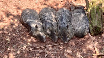 伊豆シャボテン動物公園に投稿された画像（2023/5/9）
