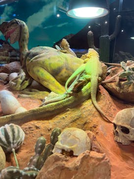 NARA IKIMONO MUSEUMに投稿された画像（2023/5/9）