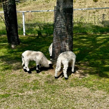 那須どうぶつ王国に投稿された画像（2023/5/9）