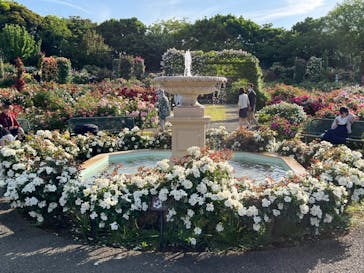 京成バラ園に投稿された画像（2023/5/9）