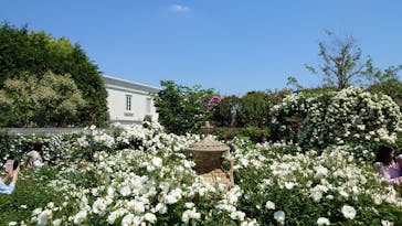 横浜イングリッシュガーデンに投稿された画像（2023/5/9）