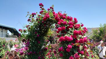 横浜イングリッシュガーデンに投稿された画像（2023/5/9）