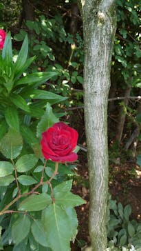 横浜イングリッシュガーデンに投稿された画像（2023/5/9）