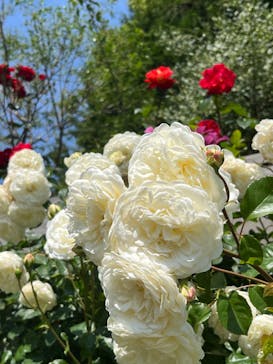 横浜イングリッシュガーデンに投稿された画像（2023/5/9）