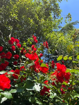 横浜イングリッシュガーデンに投稿された画像（2023/5/9）