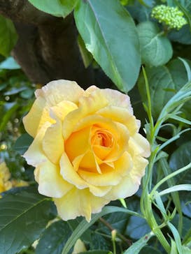 横浜イングリッシュガーデンに投稿された画像（2023/5/9）