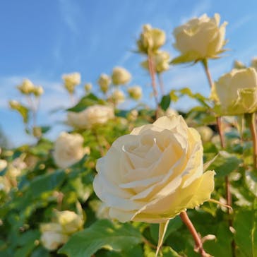 京成バラ園に投稿された画像（2023/5/9）