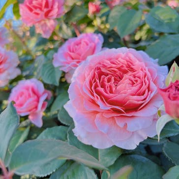 京成バラ園に投稿された画像（2023/5/9）