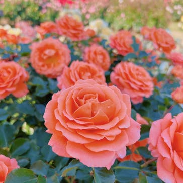 京成バラ園に投稿された画像（2023/5/9）