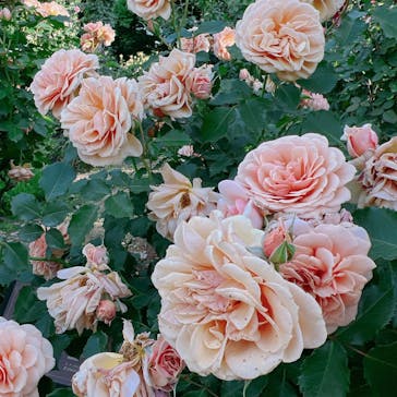 京成バラ園に投稿された画像（2023/5/9）