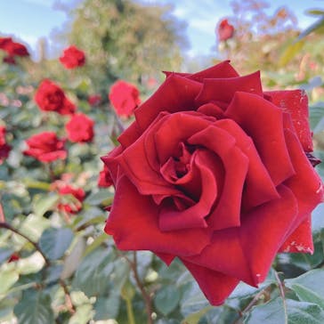 京成バラ園に投稿された画像（2023/5/9）