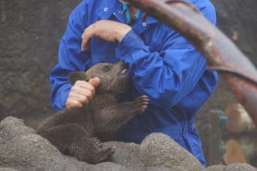 のぼりべつクマ牧場に投稿された画像（2023/5/9）