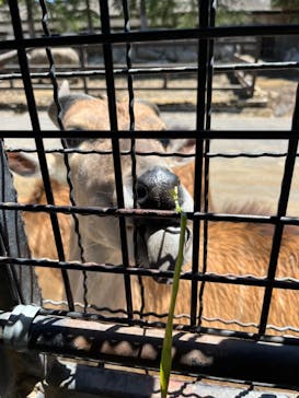 群馬サファリパークに投稿された画像（2023/5/9）