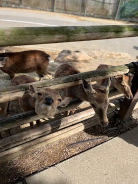 群馬サファリパークに投稿された画像（2023/5/9）