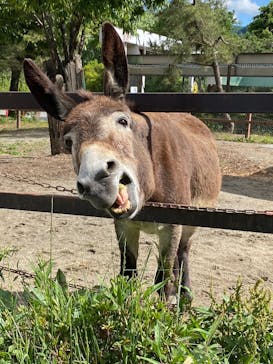 群馬サファリパークに投稿された画像（2023/5/9）