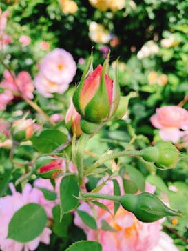 横浜イングリッシュガーデンに投稿された画像（2023/5/9）