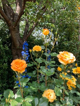 横浜イングリッシュガーデンに投稿された画像（2023/5/9）