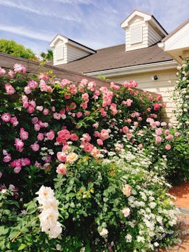 横浜イングリッシュガーデンに投稿された画像（2023/5/9）