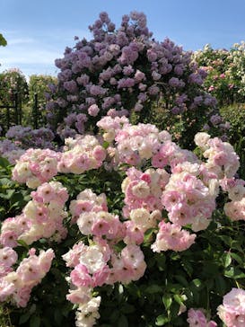 横浜イングリッシュガーデンに投稿された画像（2023/5/9）