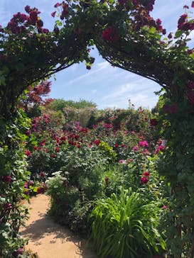 横浜イングリッシュガーデンに投稿された画像（2023/5/9）