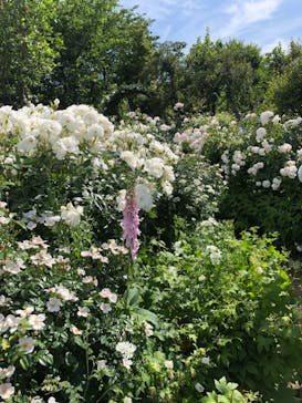 横浜イングリッシュガーデンに投稿された画像（2023/5/9）