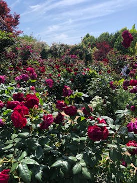 横浜イングリッシュガーデンに投稿された画像（2023/5/9）