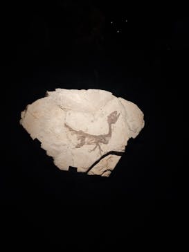 特別展「恐竜博2023」に投稿された画像（2023/5/9）