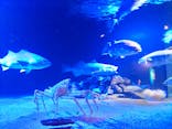 環境水族館アクアマリンふくしまに投稿された画像（2023/5/10）