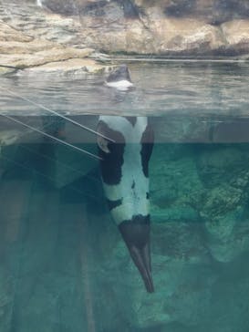 環境水族館アクアマリンふくしまに投稿された画像（2023/5/9）