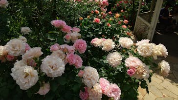 横浜イングリッシュガーデンに投稿された画像（2023/5/10）