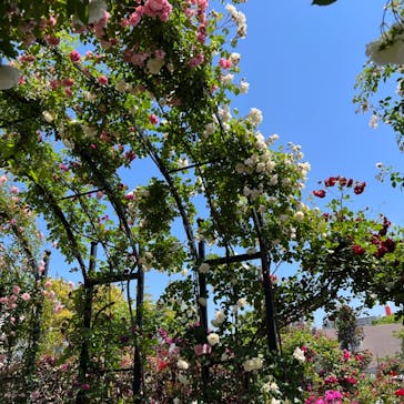 横浜イングリッシュガーデンに投稿された画像（2023/5/10）