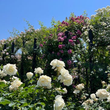 横浜イングリッシュガーデンに投稿された画像（2023/5/10）