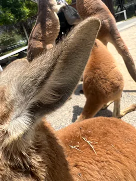 神戸どうぶつ王国に投稿された画像（2023/5/10）