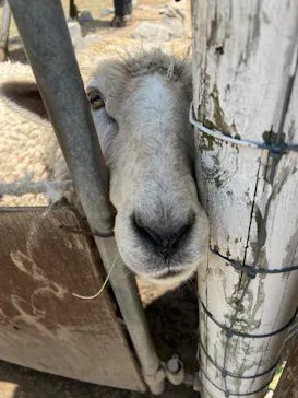 神戸どうぶつ王国に投稿された画像（2023/5/10）