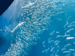 名古屋港水族館に投稿された画像（2023/5/10）