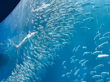 名古屋港水族館に投稿された画像（2023/5/10）
