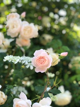 横浜イングリッシュガーデンに投稿された画像（2023/5/10）