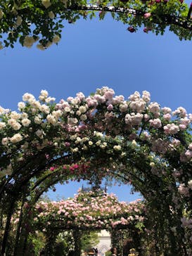 横浜イングリッシュガーデンに投稿された画像（2023/5/10）