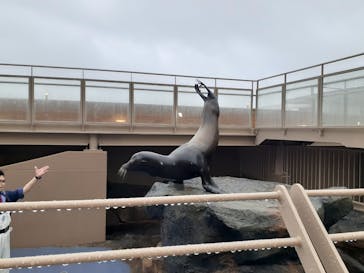 アクアワールド茨城県大洗水族館に投稿された画像（2023/4/28）