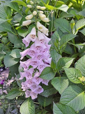 横浜イングリッシュガーデンに投稿された画像（2023/5/10）